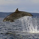 spotted-dolphins-vanessa-mignon