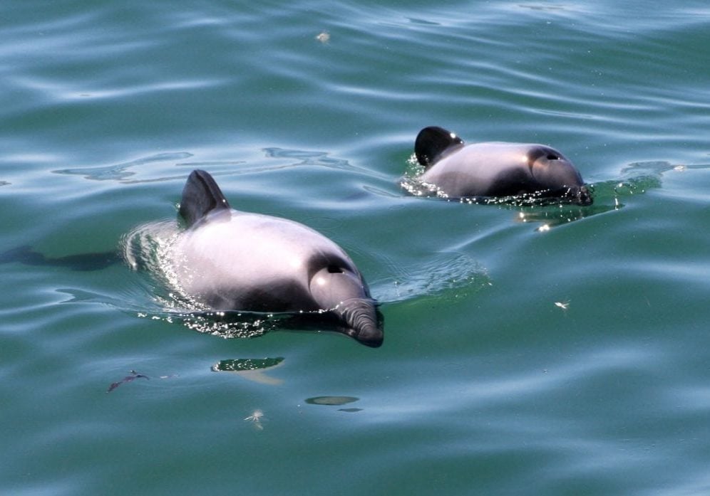 Neuseeland-Delfine