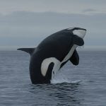 orca-breach-ferop-300