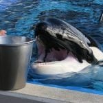 Orca