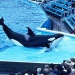 orca_performing_in_captivity