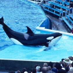 Orca in Gefangenschaft bei einer Show